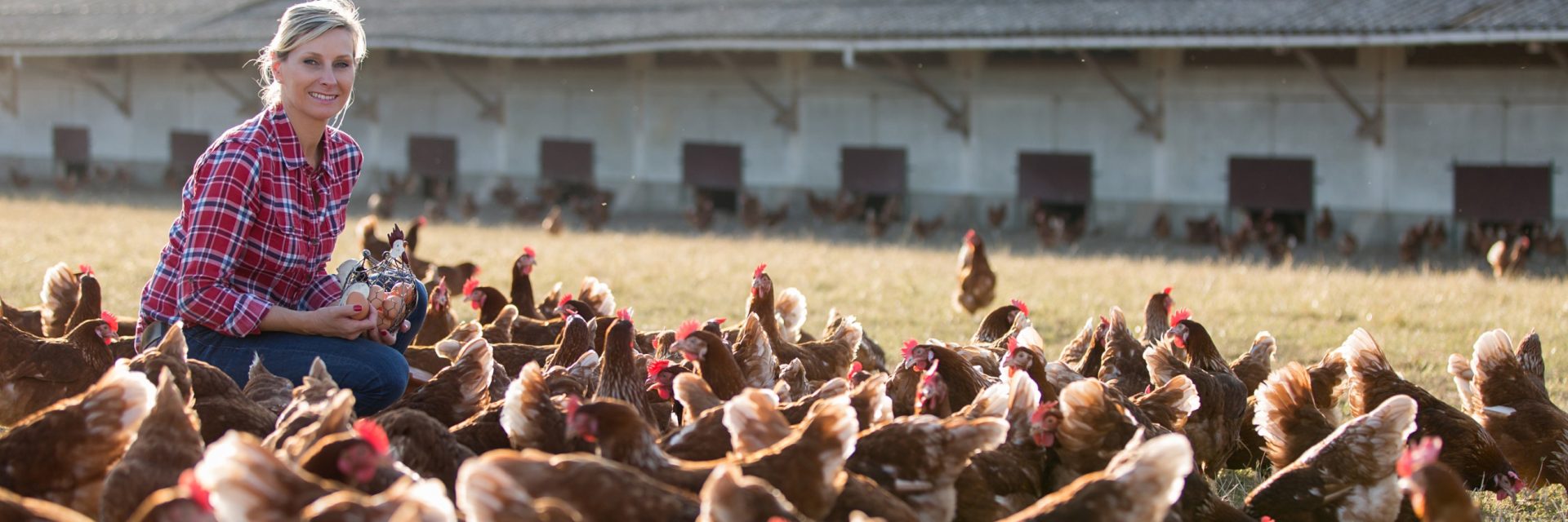 Agricultrice nourissant ses poules